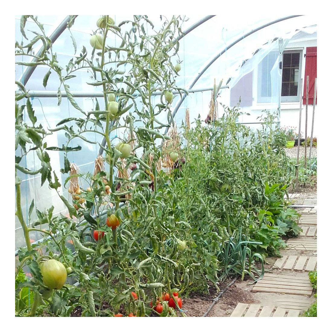 Serre Tunnel de Jardin 28M² avec 2 Portes - LONGO